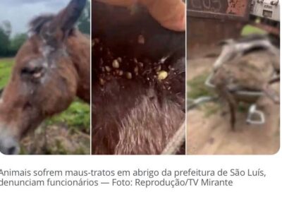 Animais resgatados das ruas ‘definham até a morte’ em abrigo da Prefeitura de São Luís, diz denúncia
