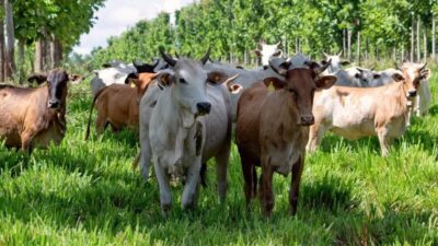 As ‘supervacas’ que fizeram do Brasil o maior exportador de carne do mundo