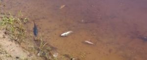Perícia investiga mortandade de peixes no Lago do Remanso em Santa Inês