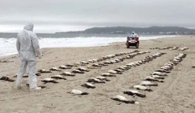 Mais de 700 pinguins são encontrados mortos no litoral de São Paulo