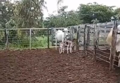 Fenômeno! Vaca dá à luz gêmeos em Pastos Bons