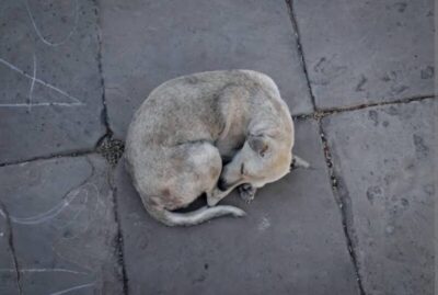 Animais abandonados: “Fome e sede doem: uma causa silenciosa que clama por compaixão”