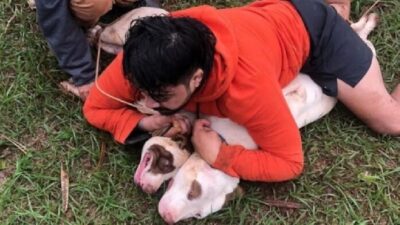 Lutador Ernesto Bocão imobiliza dois pit-bulls após sofrer ataque, Veja o video