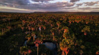 Maranhão registra maior queda no desmatamento do Cerrado com redução de 34,05%