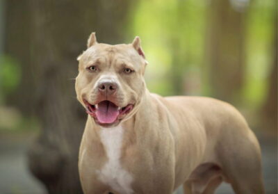Entidades acionam STF contra normas que banem pit bulls em Santa Catarina
