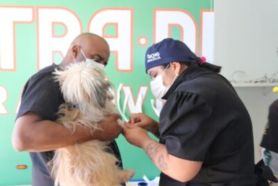 Castra-DF promove mutirão de cirurgias gratuitas em Sobradinho e amplia cuidado com a saúde animal