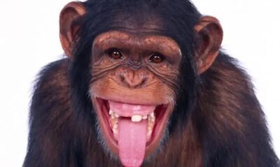 Nós já votamos em massa num rinoceronte, num macaco e num mosquito