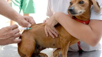Campanha de Vacinação Antirrábica começa neste sábado (30) no Maranhão
