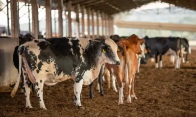Dois lotes da vacina Excell 10 podem ter matado quase duzentos animais
