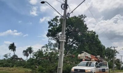 Derrubada de árvore cai em cima da rede elétrica e deixa moradores sem energia