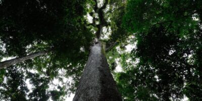 Com 63 vetos, presidente Lula sanciona o PL do licenciamento ambiental