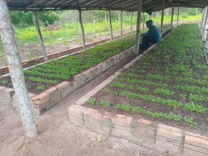 Secretaria de Agricultura e Abastecimento de Pinheiro, disponibiliza curso de hortaliças folhosas voltado aos internos da Fazenda do Amor Misericordioso-Maranatha