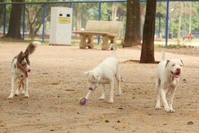 Governo sanciona lei que proíbe tatuagens e piercings em cães e gatos