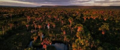 Maranhão: Redução histórica de 34,04% no desmatamento do Cerrado entre agosto de 2024 e julho de 2025