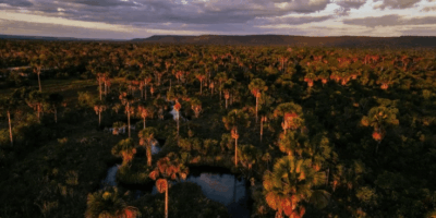 Maranhão registra maior queda no desmatamento do Cerrado com redução de 34,05%
