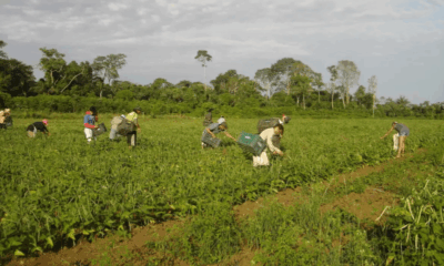 Plano Safra 2025/2026 atinge R$ 10 bilhões em crédito rural liberado pelo BNDES