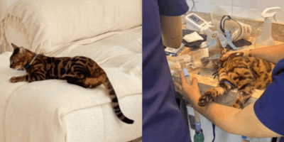 Inquérito avança e aponta suspeito de envenenar gatos em condomínio de Imperatriz