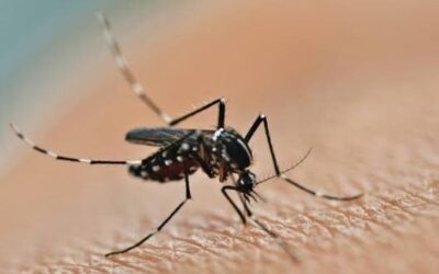Brasil ultrapassa 1 milhão de casos de dengue em 2025