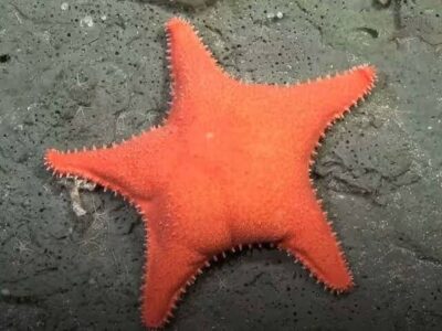 Estrela-do-mar com ‘bumbum’ é flagrada em expedição no fundo do mar na Argentina