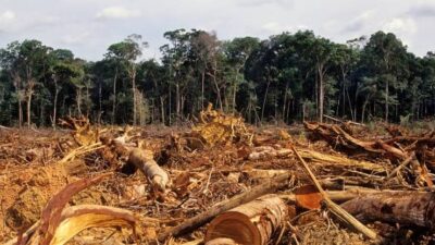 Desmatamento é o principal responsável pelas emissões de gases do efeito estufa no Brasil, aponta estudo