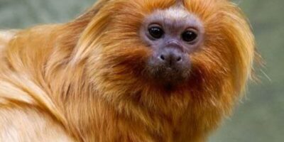 Micos-leões-dourados resgatados do tráfico voltam à natureza