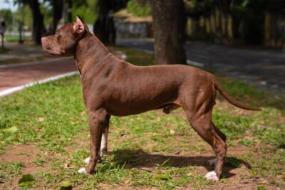 Moradores do Condomínio Jardins em Cururupu estão apavorados com a presença de pitbull solto