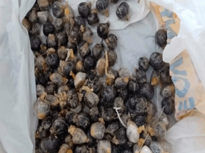 Detento é flagrado com drogas no estômago ao retornar de saída temporária