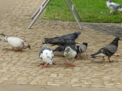 Município é condenado a fazer controle de pombos no perímetro urbano