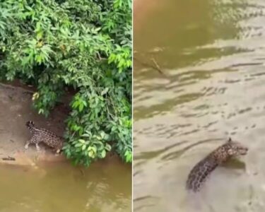 Presença de onça-pintada deixa moradores em pânico em pequena cidade do interior do Maranhão