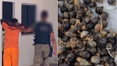 Preso é flagrado tentando entrar com drogas e cartões de memória na Penitenciária de Pedreiras