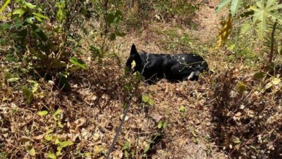 Cão farejador ajuda a encontrar crack e cocaína em Timon