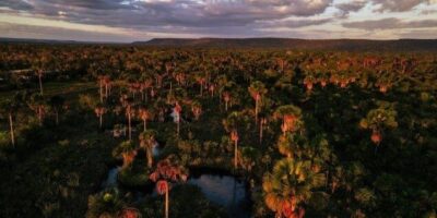 Maranhão registra maior queda no desmatamento do Cerrado com redução de 34,05%