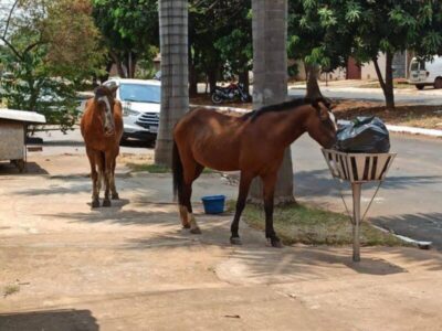 Prefeitura de Apicum-Açu anuncia apreensão de animais em situação de soltura nas ruas do município