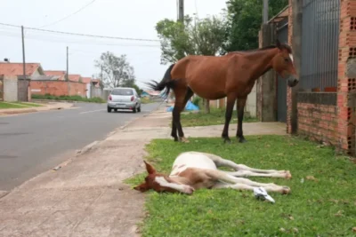 Prefeitura de Cururupu publica Decreto para disciplinar animais soltos nas ruas da cidade