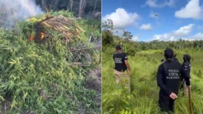Polícia localiza e destrói cerca de 10 mil pés de maconha no interior do MA