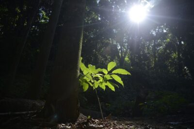 Sesc São Paulo tem programação especial na Semana do Meio Ambiente