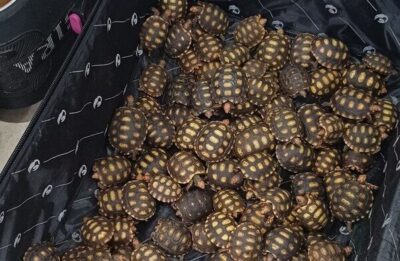 Quase 600 jabutis apreendidos no RJ serão enviados para São Luís após maus-tratos