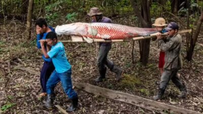 Couro de pirarucu movimenta indústria da moda, mas pescadores cobram maior valorização
