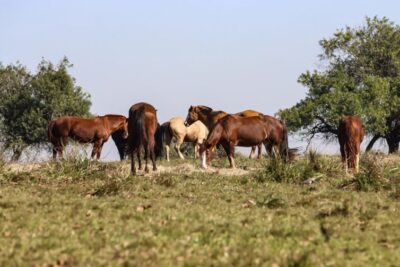 Três pessoas tiveram encefalite equina venezuelana no AM, diz Fiocruz