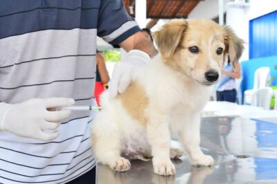 Campanha Estadual de Vacinação Antirrábica Animal é lançada neste sábado em Ribamar
