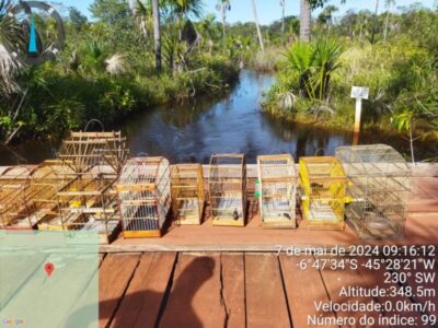 Nove pessoas são presas por crimes ambientais em três cidades do Maranhão