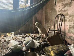 Homem é preso por suspeita de maltratar e abusar sexualmente de animais em São Luís