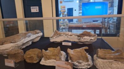 Fósseis do maior dinossauro do Maranhão são expostos em São Luís