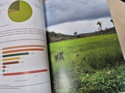 Maranhão tem mais da metade do território coberto por vegetação natural, segundo inventário florestal