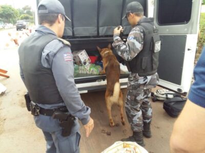 Maranhão investe R$ 341 mil na aquisição de 5 cães farejadores para fortalecer combate à criminalidade