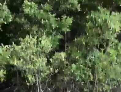 Corpo de homem trans “homessexual” é encontrado em área de mangue em São Luís do Maranhão
