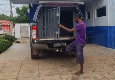 ‘Rei da Galinha’ é preso duas vezes na mesma semana em Vargem Grande