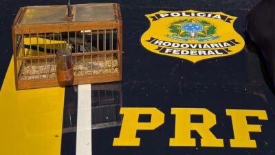 Choque na BR-316: PRF flagra transporte ilegal de animais silvestres em Caxias