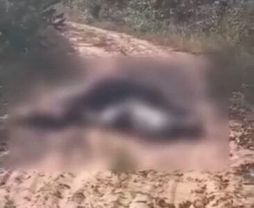 Idoso e cavalo morrem após serem atingidos por fio de alta tensão em Icatu
