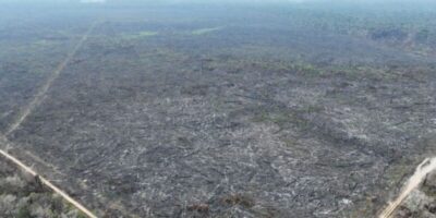 Desmatamento na Amazônia passa a ser monitorado em áreas sem floresta